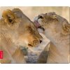 SPEEDLINK SL-6242-LION SILK MOUSEPAD LION
