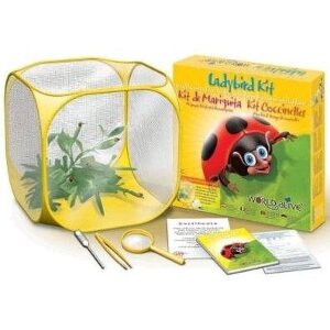 WORLD ALIVE LADYBIRD KIT